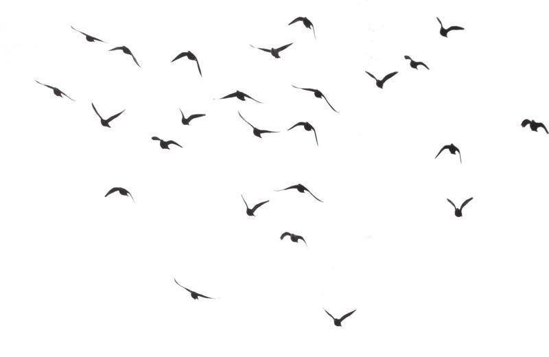Bird Silhouette Group png transparent