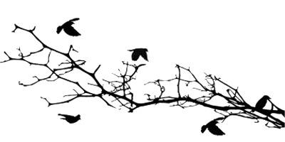 Bird Silhouettes on A Branch png transparent