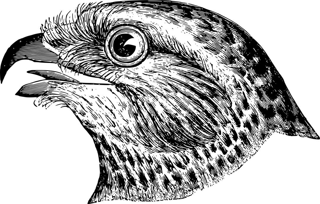 Bird's Head png transparent