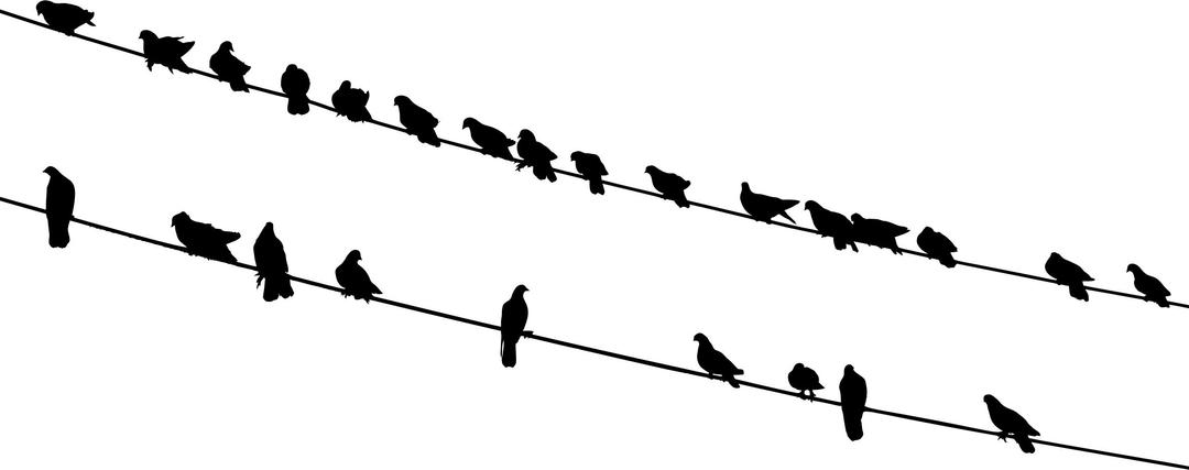 Birds On Wires Silhouette png transparent