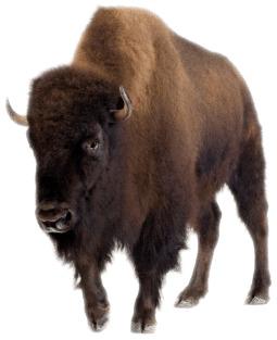 Bison Front View png transparent