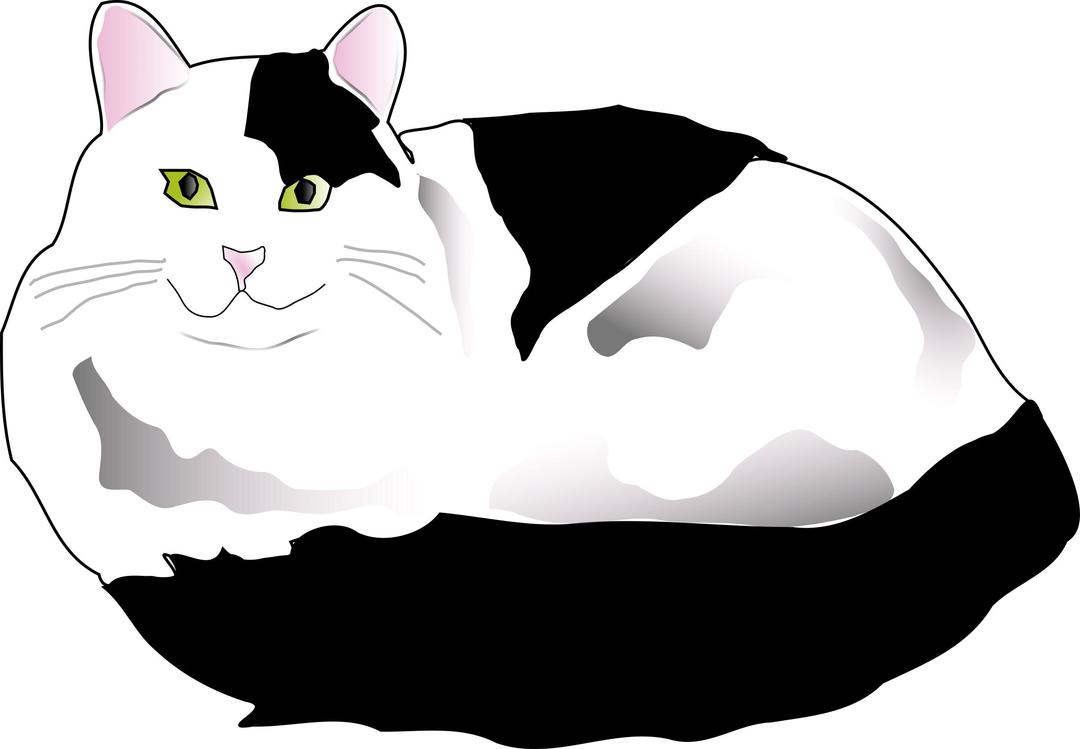 Black and White Fluffy Cat png transparent