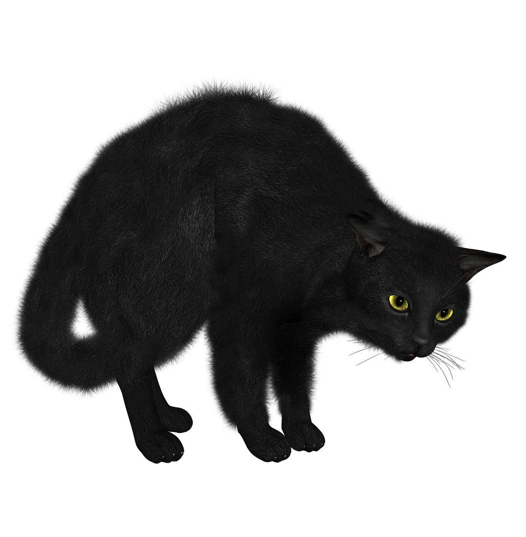 Black Cat Looking png transparent
