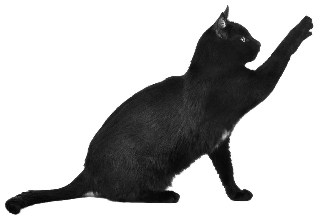 Black Cat Scratching png transparent