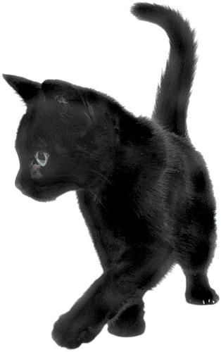 Black Cat Sideview png transparent