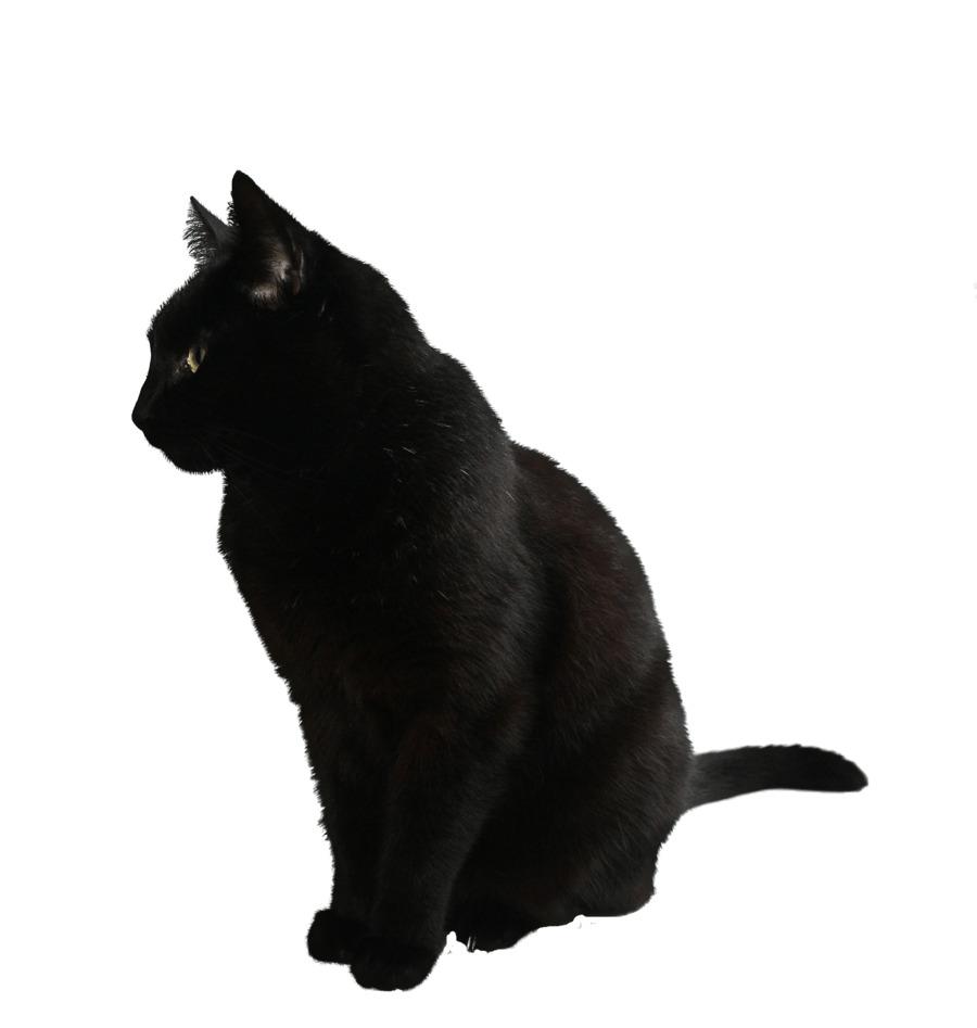 Black Cat Sitting png transparent