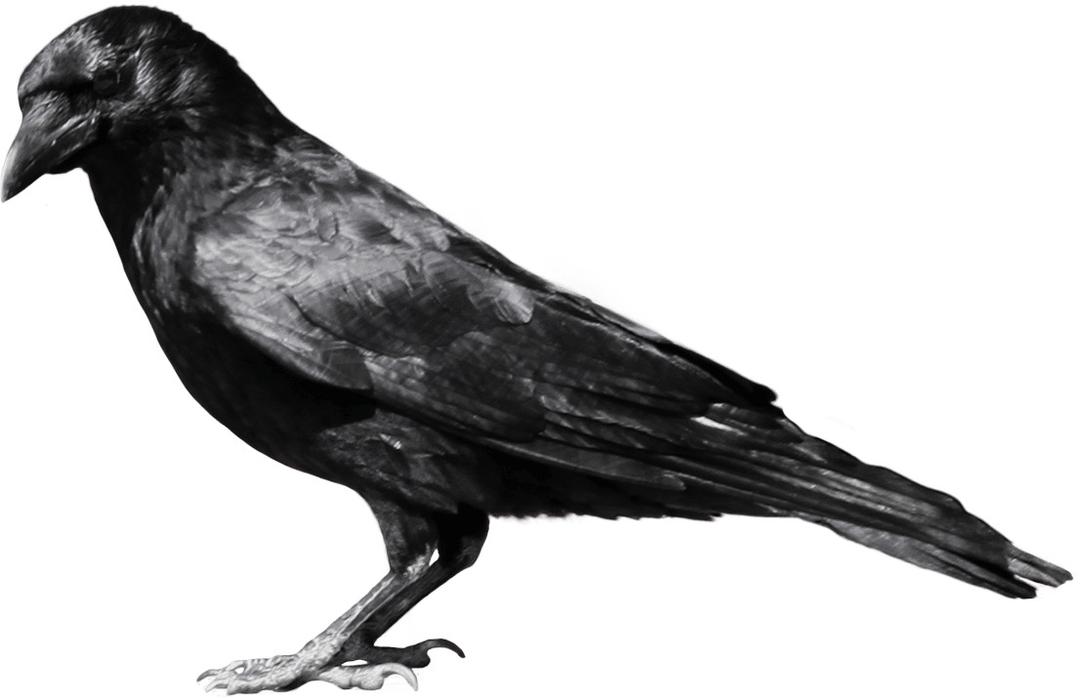 Black Crow Sideview png transparent