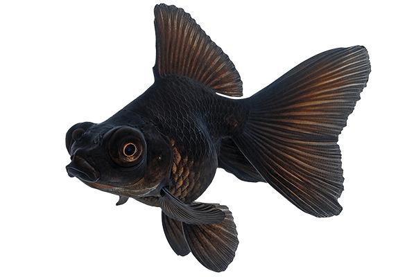 Black Goldfish png transparent