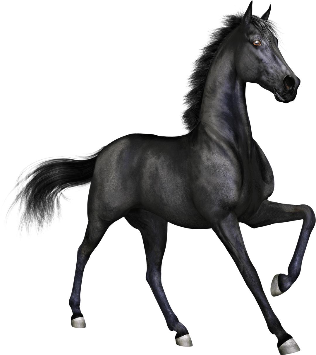 Black Race Horse png transparent