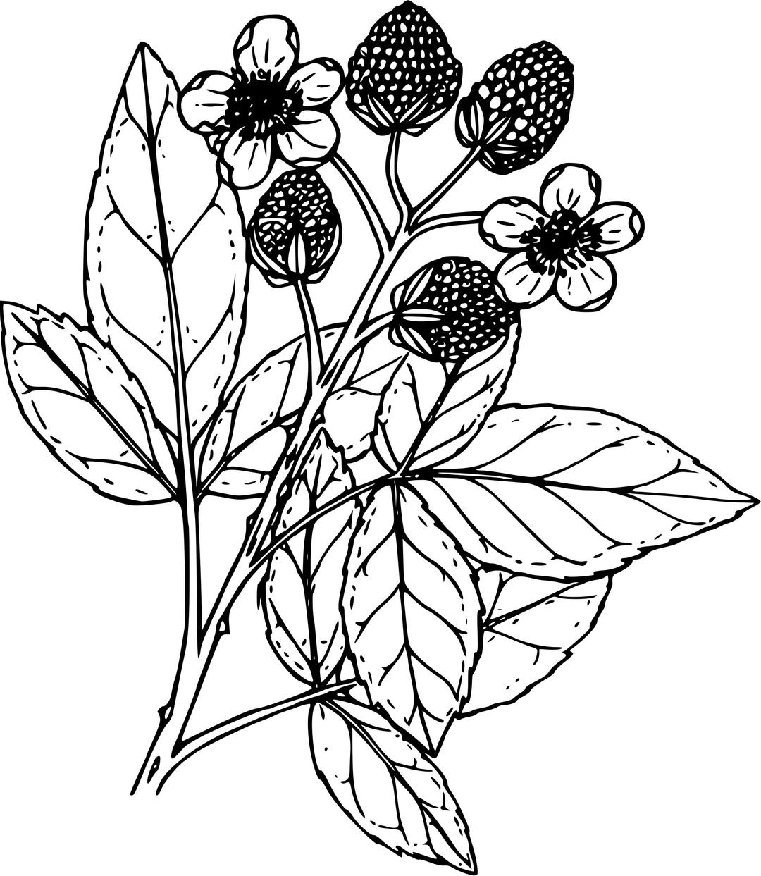 Black raspberry png transparent