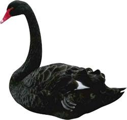 Black Swan png transparent