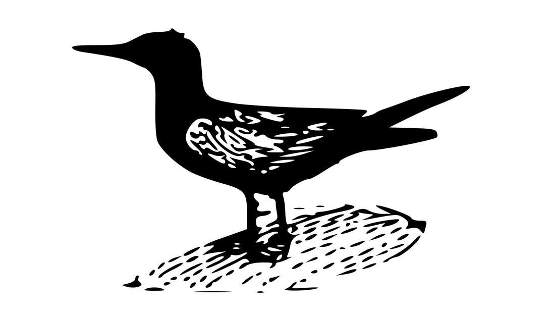 Black Tern png transparent