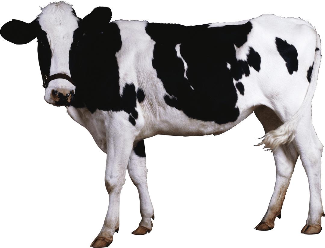 Black White Cow png transparent