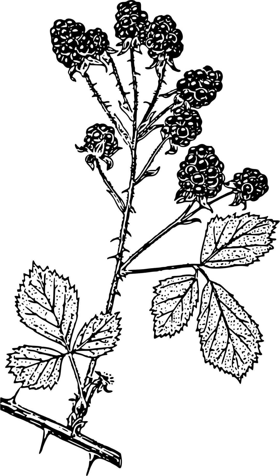 Blackberries png transparent