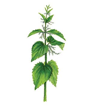 Blossoming Nettle png transparent