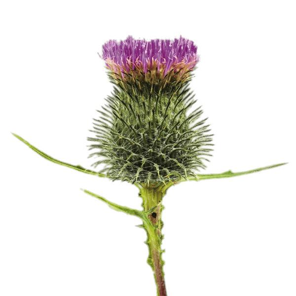 Blossoming Thistle png transparent