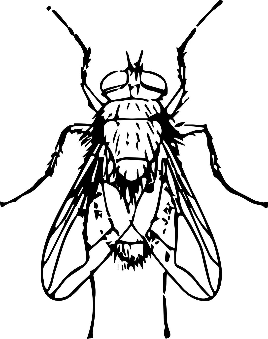 Blow fly png transparent