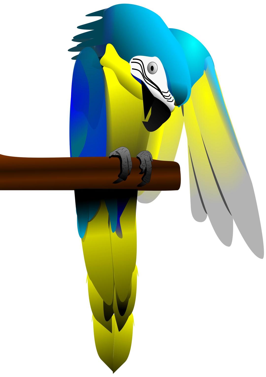 Blue and Yellow Macaw Parrot png transparent