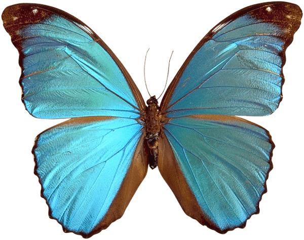 Blue Brown Butterfly png transparent