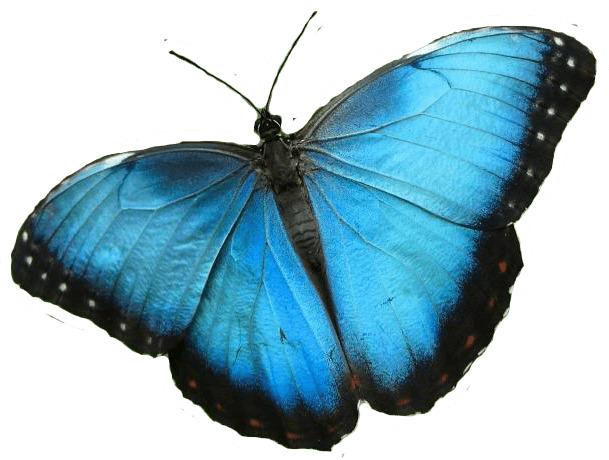 Blue Butterfly png transparent