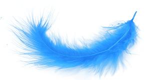 Blue Feather png transparent