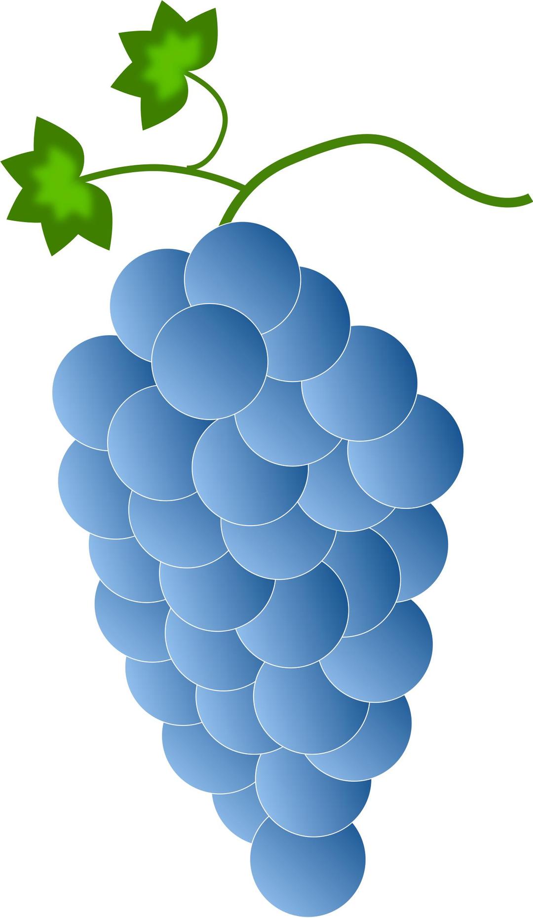 blue grapes png transparent