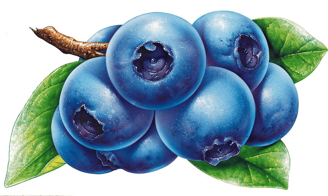 Blueberries Drawing png transparent