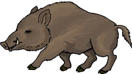 Boar Drawing png transparent