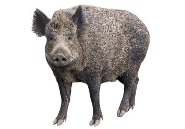 Boar With Head Turned Forward png transparent