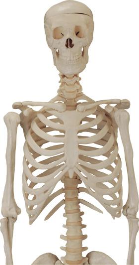 Body Skeleton png transparent