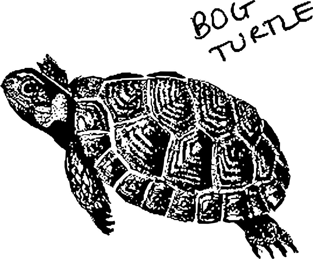 Bog Turtle png transparent