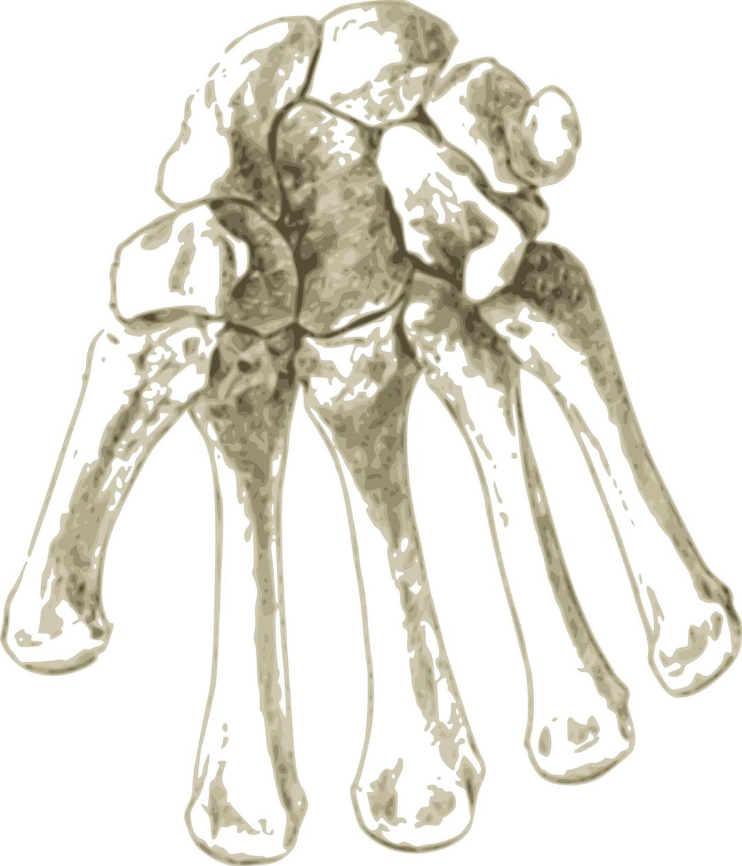 Bones in Human hand png transparent