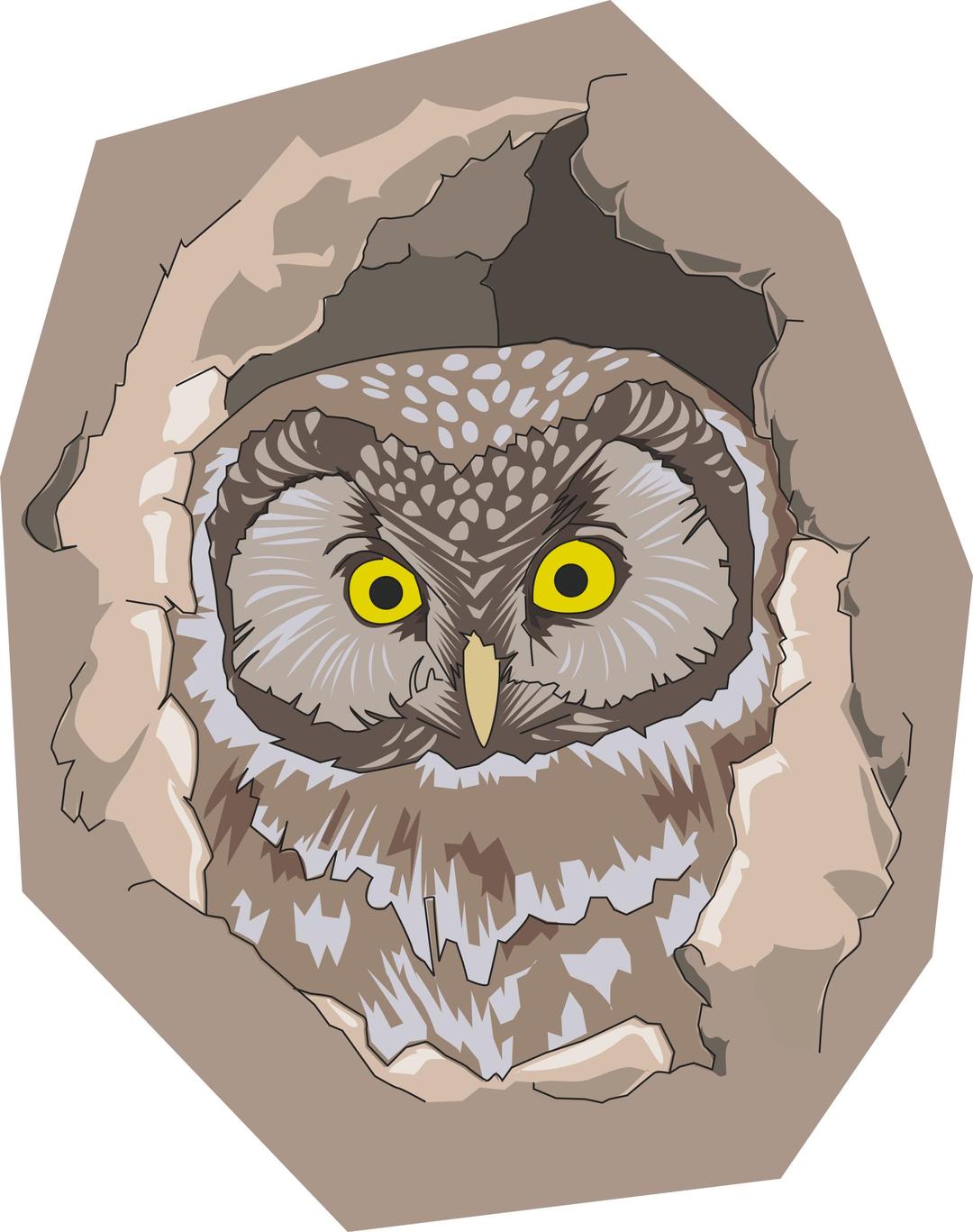 Boreal owl png transparent