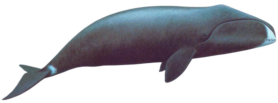 Bowhead Whale png transparent