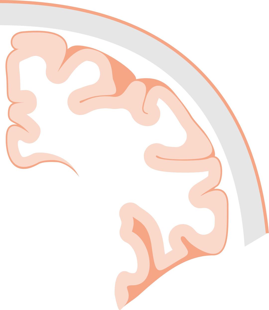 Brain coronal slice png transparent
