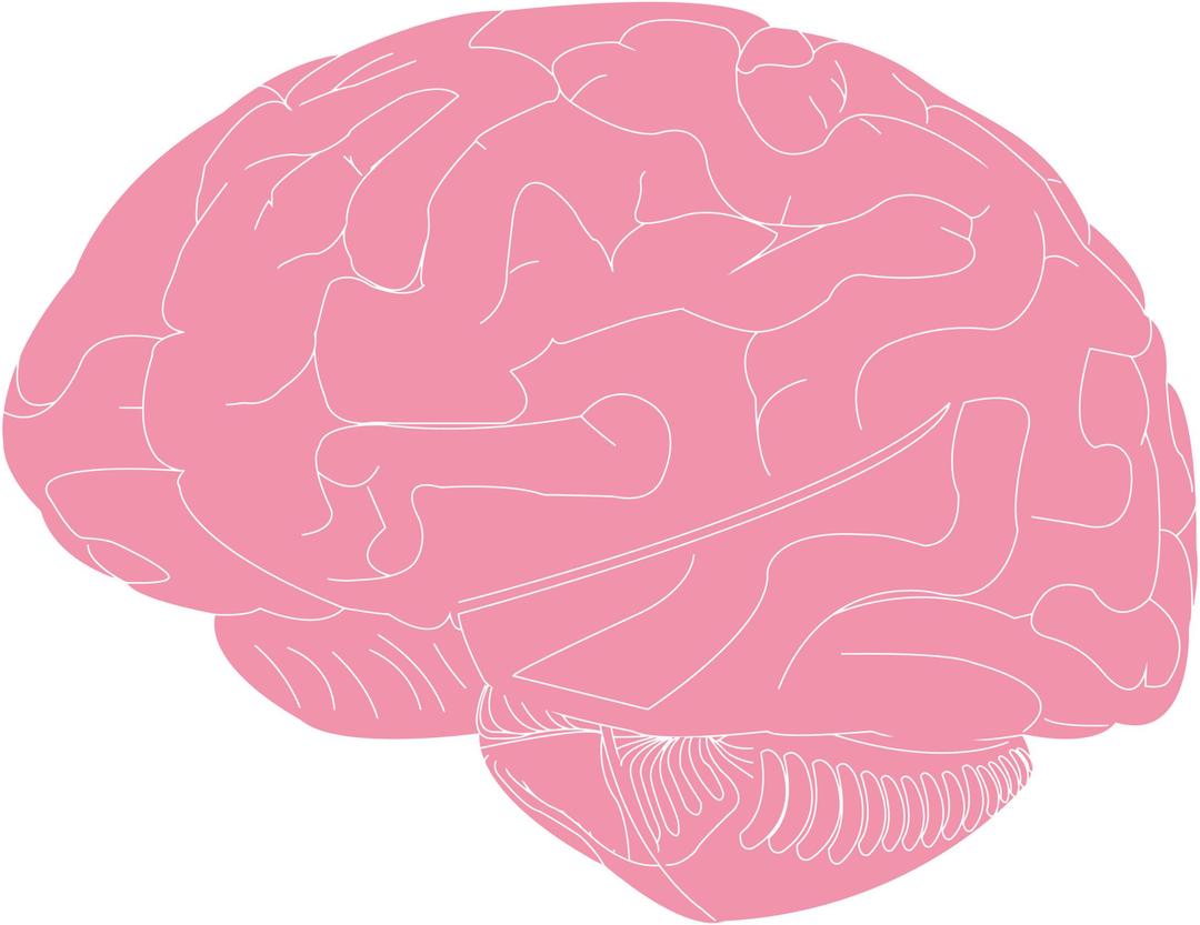 Brain Illustration png transparent