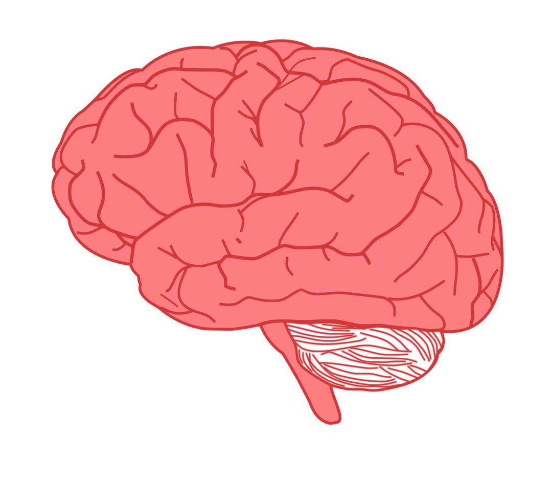 brain in profile png transparent