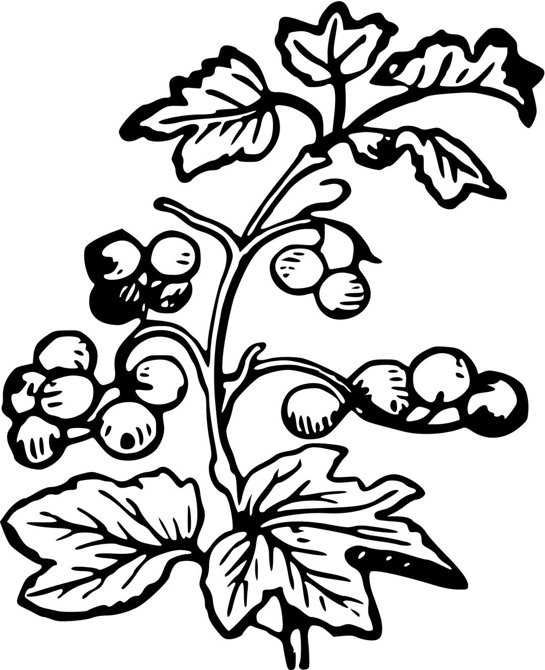 Branch and berries png transparent
