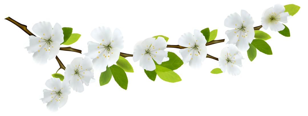 Branch and Flowers png transparent