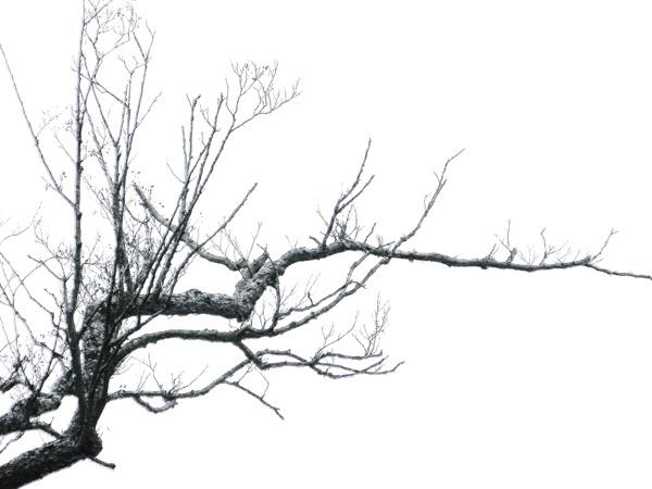 Branches png transparent