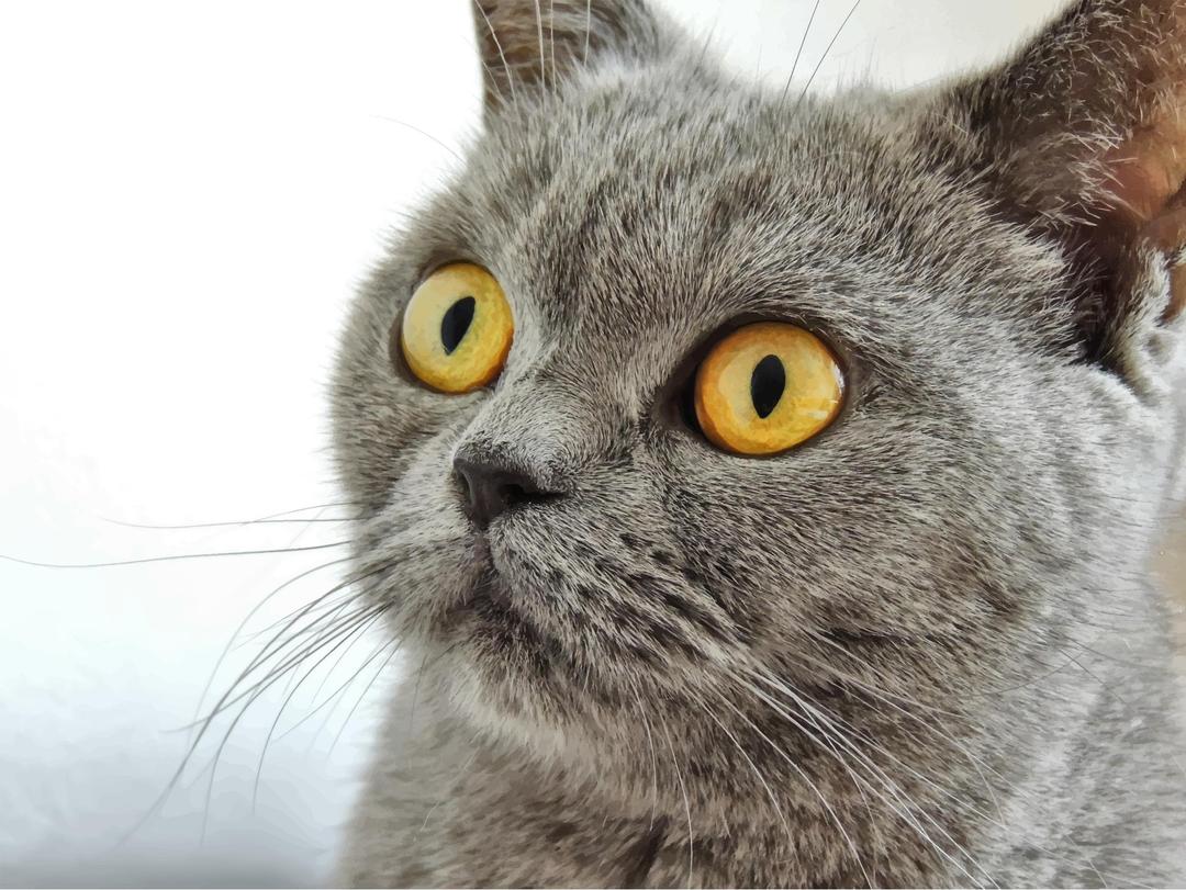 Bright Eyed Cat png transparent