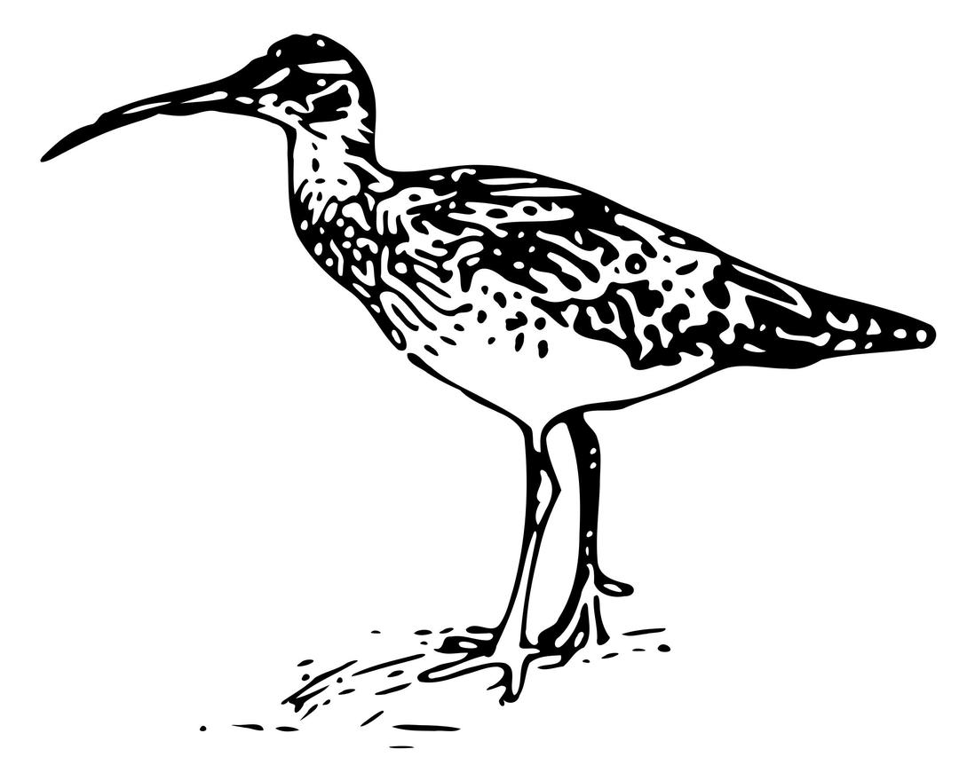 Bristle-thighed Curlew png transparent
