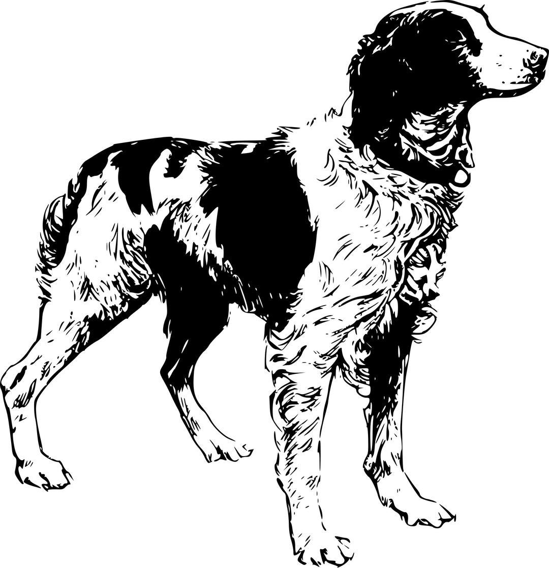 Brittany Spaniel png transparent