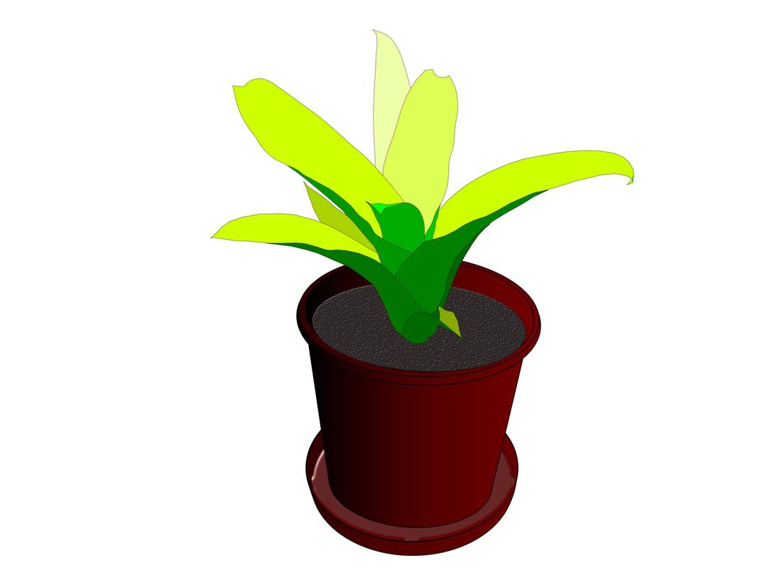 Bromeliad in a pot png transparent