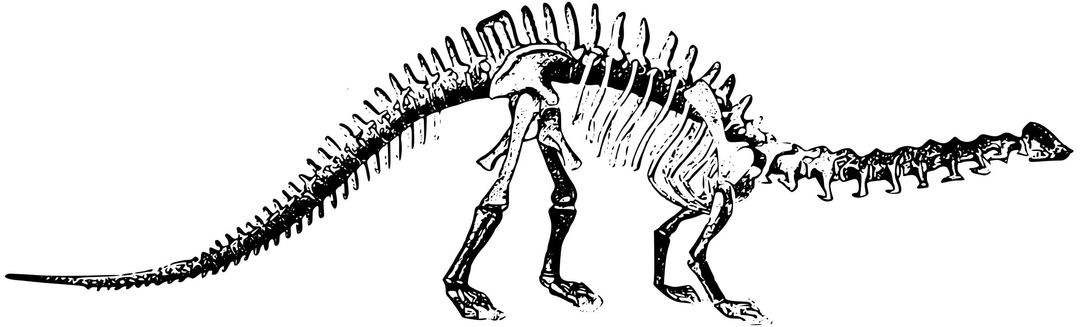 Brontosaurus skeleton png transparent