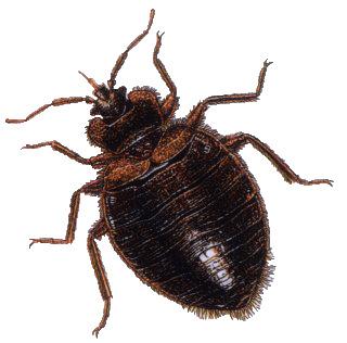 Brown Bug png transparent