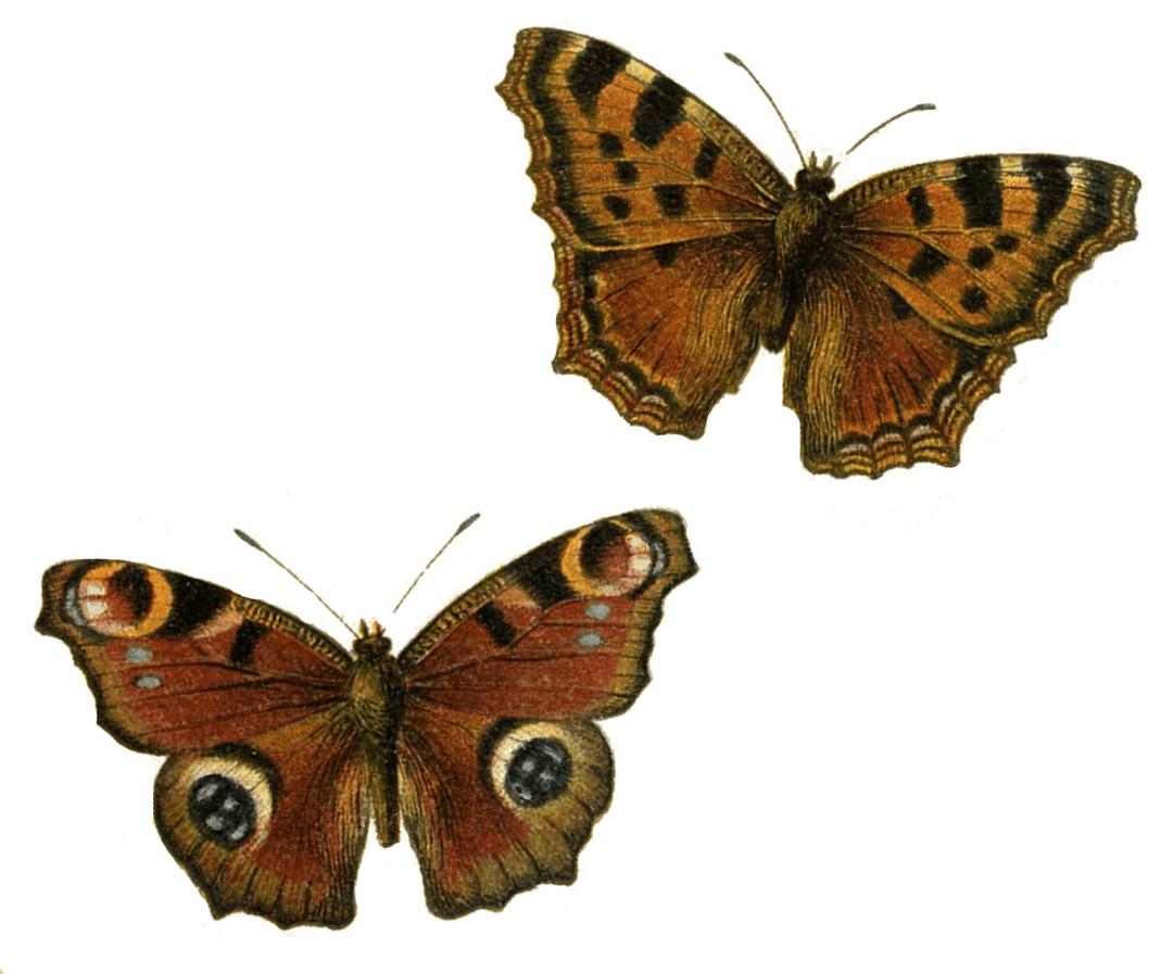 Brown Butterflies png transparent
