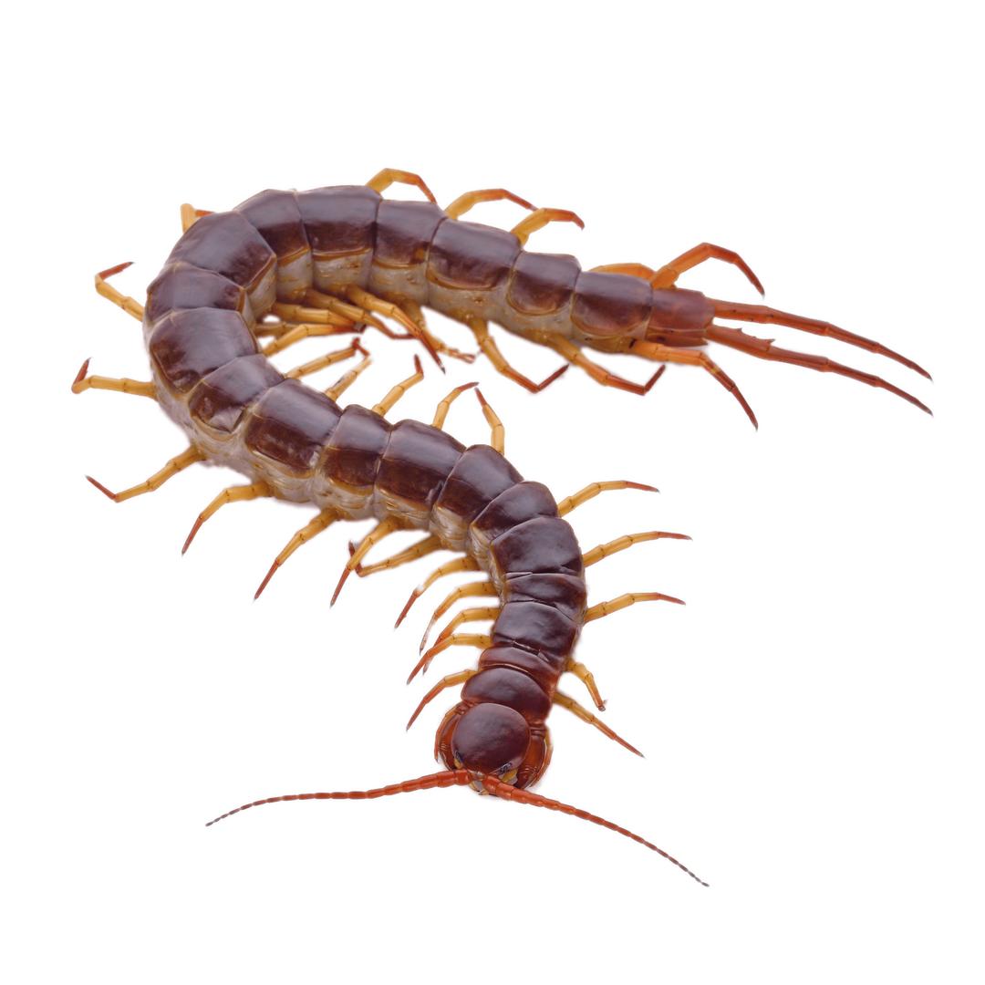 Brown Centipede With Orange Legs png transparent