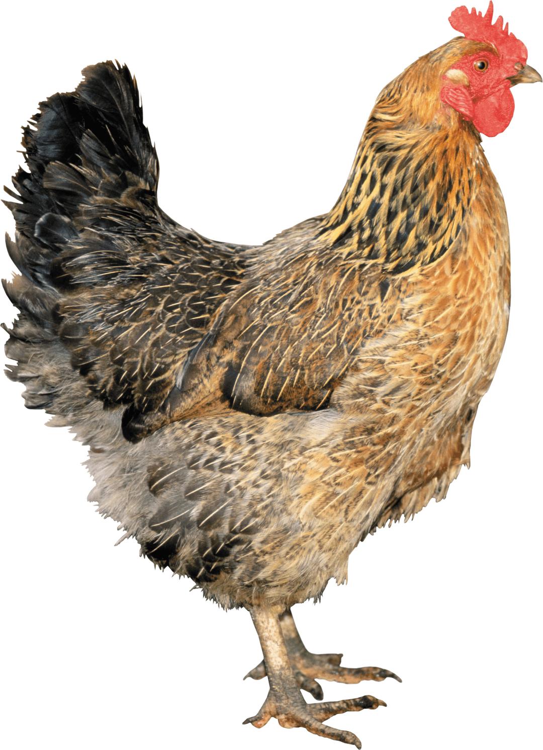 Brown Chicken png transparent