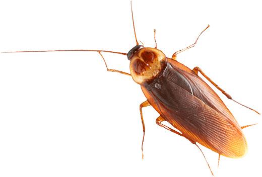 Brown Cockroach png transparent